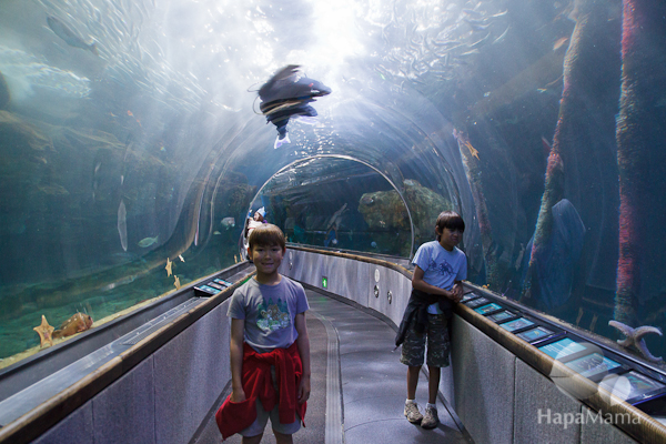 Under the Bay Aquarium of the Bay