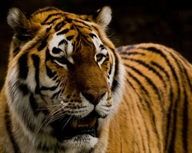 I’m Not a Tiger Mother — Am I?