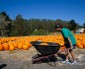 A Pumpkin Story