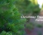 Every Year We Search for the Perfect Christmas Tree