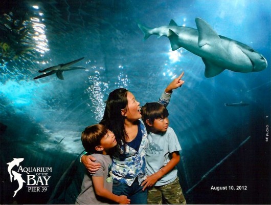 Aquarium funny photo
