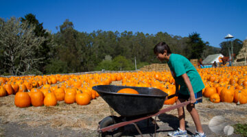 pumpkin in wheelbarrow