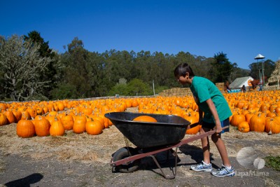 pumpkin in wheelbarrow