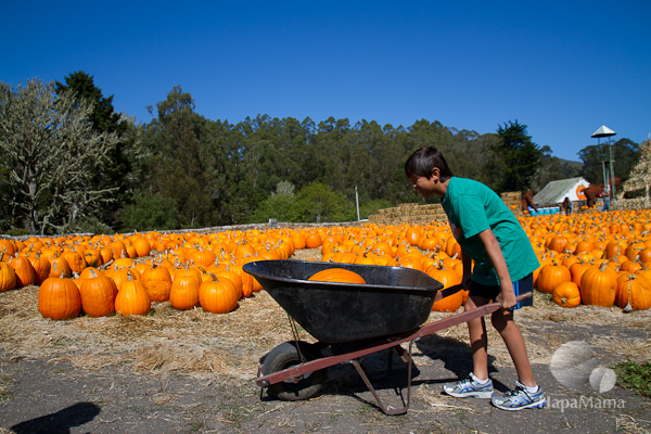 pumpkin wheelbarrow