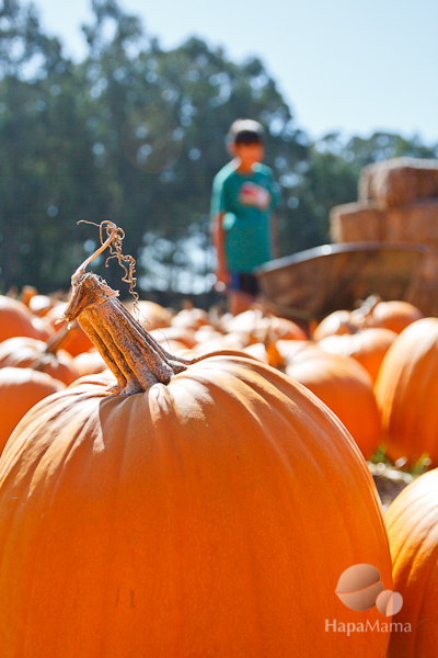 Pumpkins