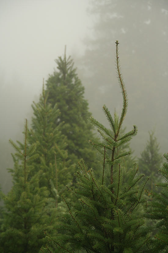 foggy trees