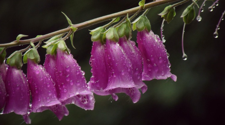 purple flower