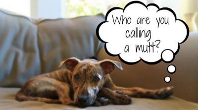 Who are you calling a mutt?
