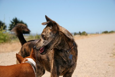 Formosan Mountain Dog