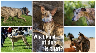 collage of brindle dogs